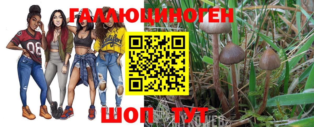 Новошахтинск  Псилоцибиновые грибы мицелий  Вход с VPN 